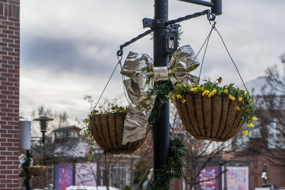 IdealLandscape_'s tweet image. Ready for more beauty? Here are some more images from our recent project at the #FriendlyCenter! 💐

Our team poured heart and soul into creating these stunning #landscapes that added extra magic to your holiday shopping.

Contact us:
📞 (336) 360-3113
🖥️ ideallandscaping.net