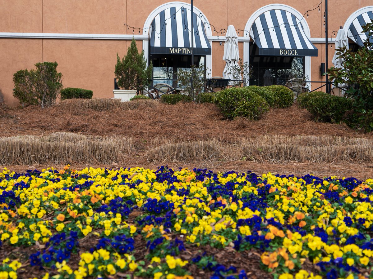 IdealLandscape_'s tweet image. Ready for more beauty? Here are some more images from our recent project at the #FriendlyCenter! 💐

Our team poured heart and soul into creating these stunning #landscapes that added extra magic to your holiday shopping.

Contact us:
📞 (336) 360-3113
🖥️ ideallandscaping.net