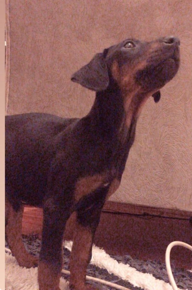 sevgi_ilgezdi's tweet photo. Bu da Kapris hanımın öncesi sonrası 😍Tam 3 yıl önce evimize bi karış boyu ile gelip hayatımıza güzellik  katan benim prenses kızım #Kapris https://t.co/LvDlILSYC8