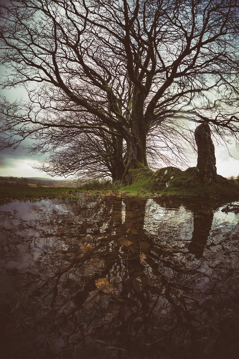 GlavindStrachan's tweet photo. #Beech #boundary at #DoeTor #Farm (#ruins) on #Dartmoor on New Years Eve ... in the rain! π· https://t.co/Vcr613krOY