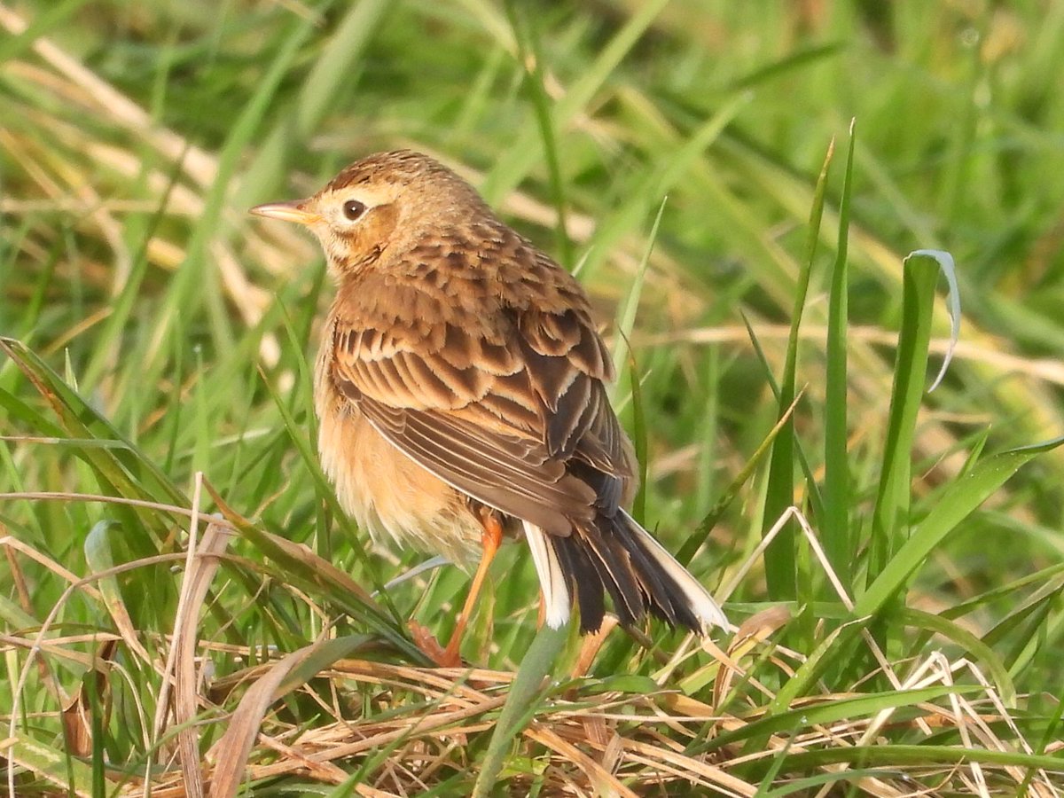 paulrich24's tweet photo. Richards Pipit showed well at Awre this morning.  The bird can be elusive at times hiding in the long grass. #Glosbirds https://t.co/TKjJ3pOKYA
