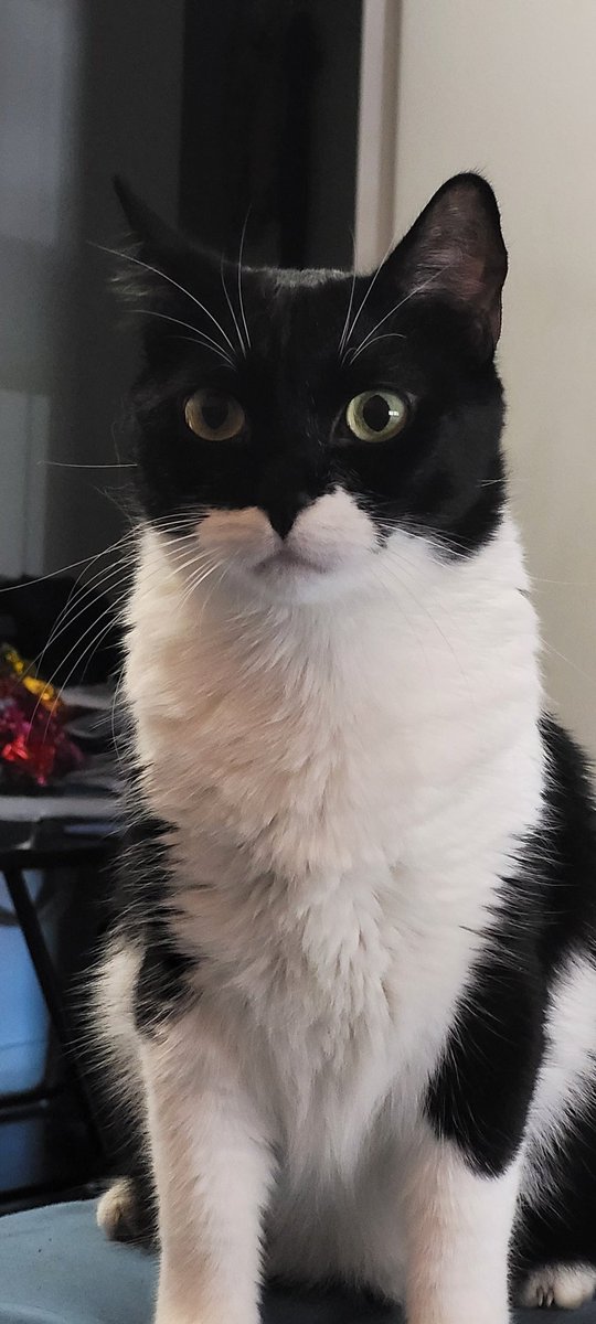 La Hathor està esperant a veure el seu rei preferit: en Baltassar. #cavalcada3cat