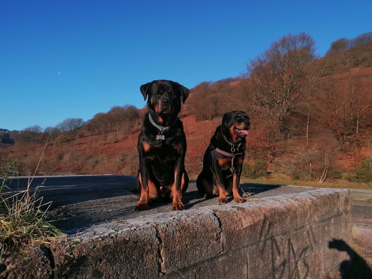 Perfect! 💕💝❤️
            #rottie #rottweiler