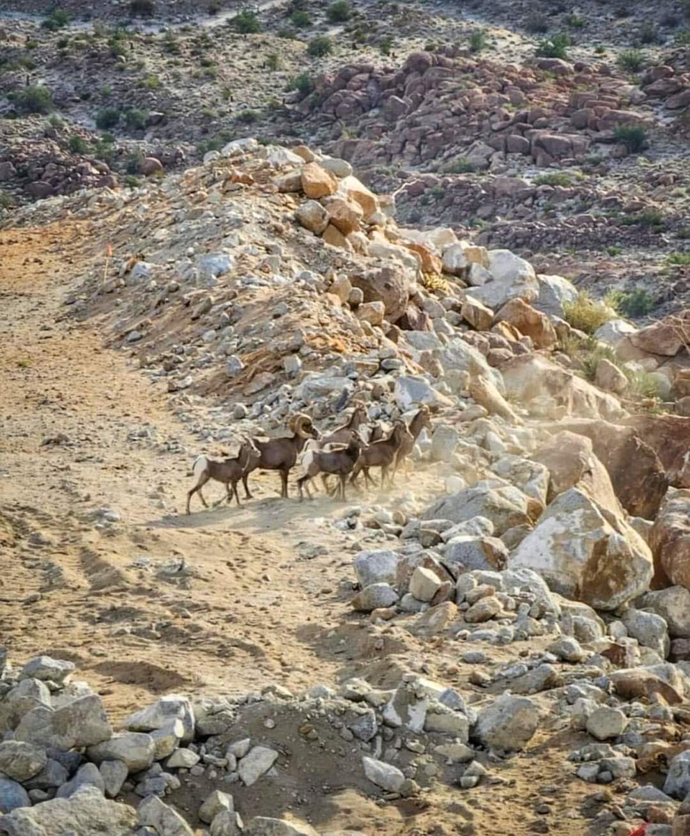 BereniceDiazG's tweet photo. #Tecate
Captan a una manada de Borrego Cimarron en La Rumorosa.

📷:Brida Elizabeth https://t.co/tC2ZOloT8x