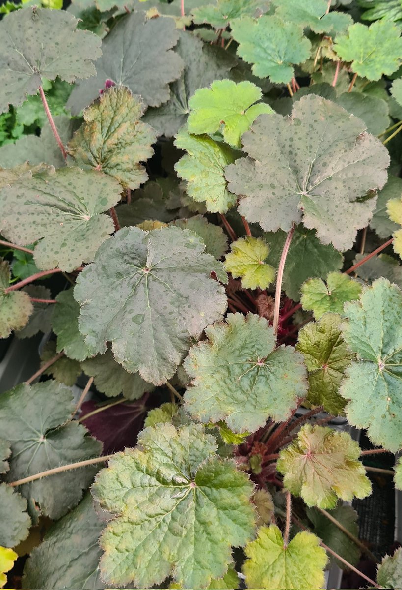 Heuchera 'David' a rare variety from the National Collection is looking great atm @Plantheritage, they've been a bit wet (so much rain! 🙈) they're well drained so will be ok even with all the rain! We're hoping to be able to have some of the rare varieties for sale in 2024