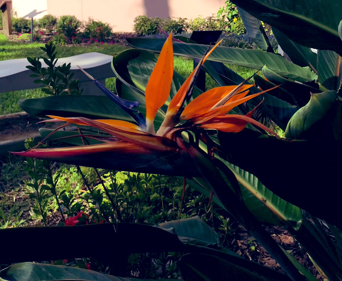 EileenPCarry's tweet photo. #MotherNature is #life’s mimicry mirror. She reflects the beauty of #thought. So too, she will reflect the ugliness of human thought as well. Shifting one’s thought direction changes the reflection. 
#followNaturesexamples 

📲 #FL #flowers https://t.co/tjL8yELIM5