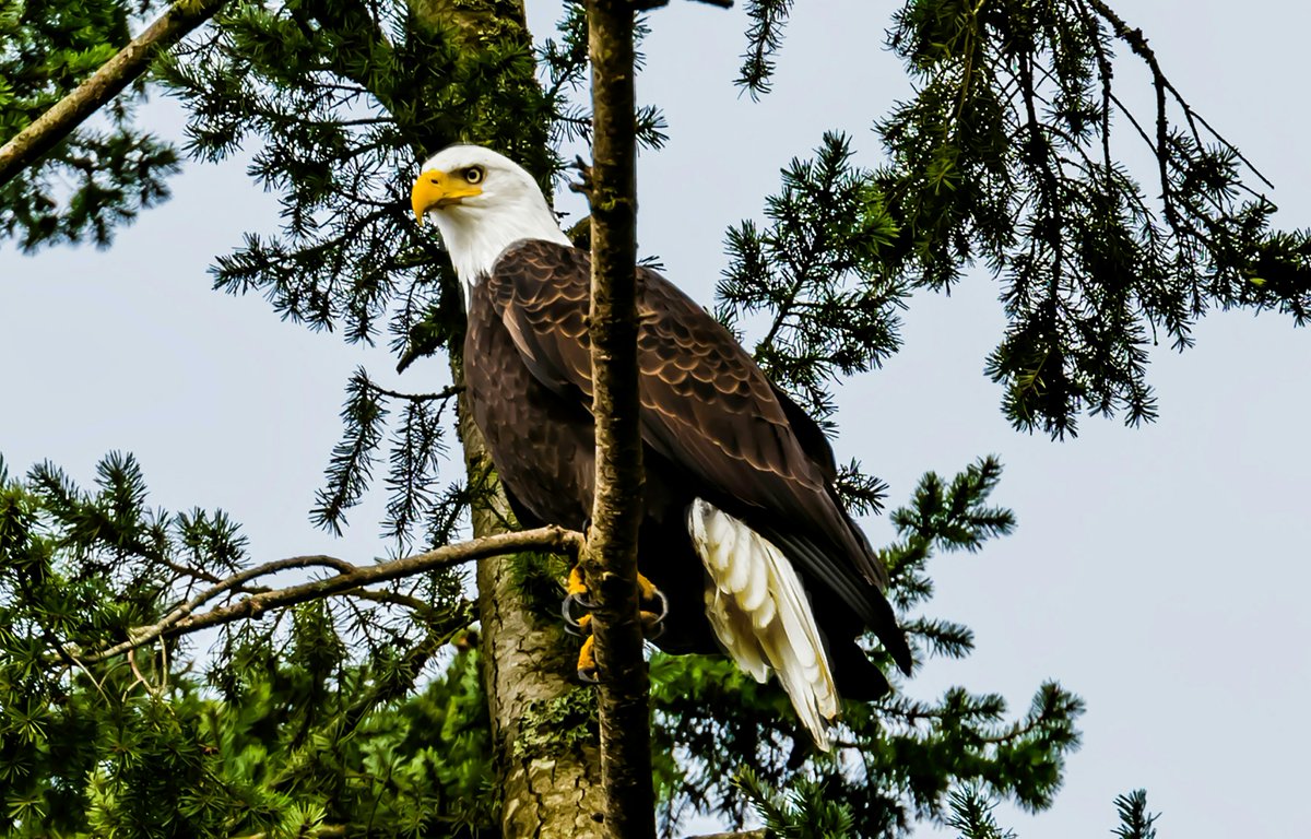 GenomeBC's tweet photo. 🦜 Happy National Bird Day! 🌿🐦

Today, let's celebrate the feathered friends that grace our skies &amp; bring joy to our lives. Whether it's their melodic songs, vibrant plumage or graceful flights, birds are truly nature's marvels. 📸✨ 

#NationalBirdDay #FeatheredFriends https://t.co/z1M4357aLw