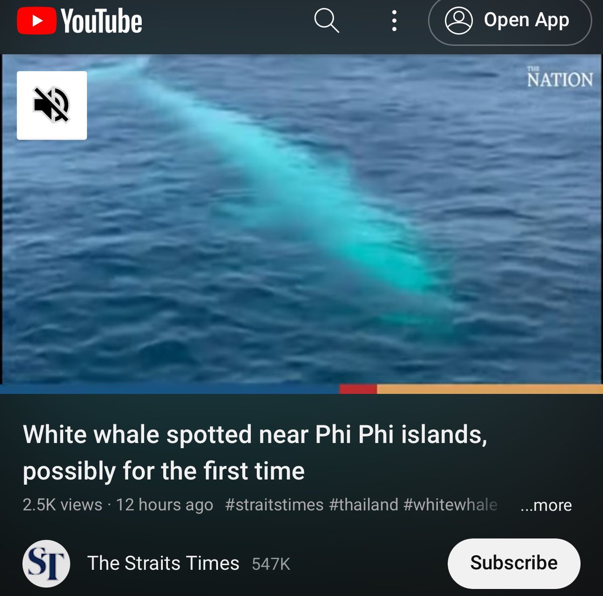 VanessaPirotta's tweet photo. This is cool! White whale spotted near Phi Phi islands, possibly for the first time. It’s not a #humpback #whale… 

Ping @Migaloo1 followers 

#whitewhale #whaleon #phiphiislands 

@straits_times 

https://t.co/u9Huvlv1Wq https://t.co/zJ2mWCOpCu