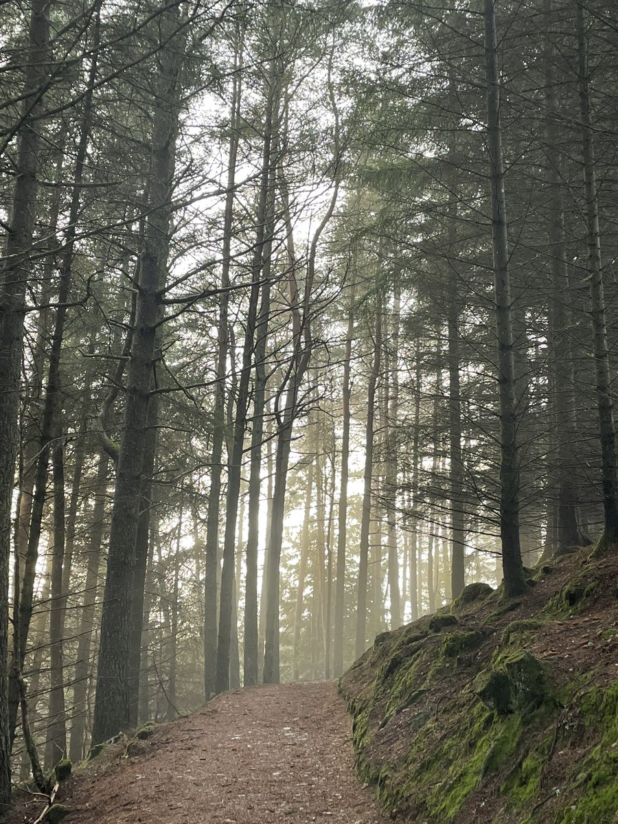After an extended Christmas break and ahead of returning to the office on Monday, some of the team took a walk around The Hermitage in #Dunkeld on the banks of the River Braan in Craigvinean Forest. Fantastic to get the ecology brain working again! 😆

#ecology #thehermitage
