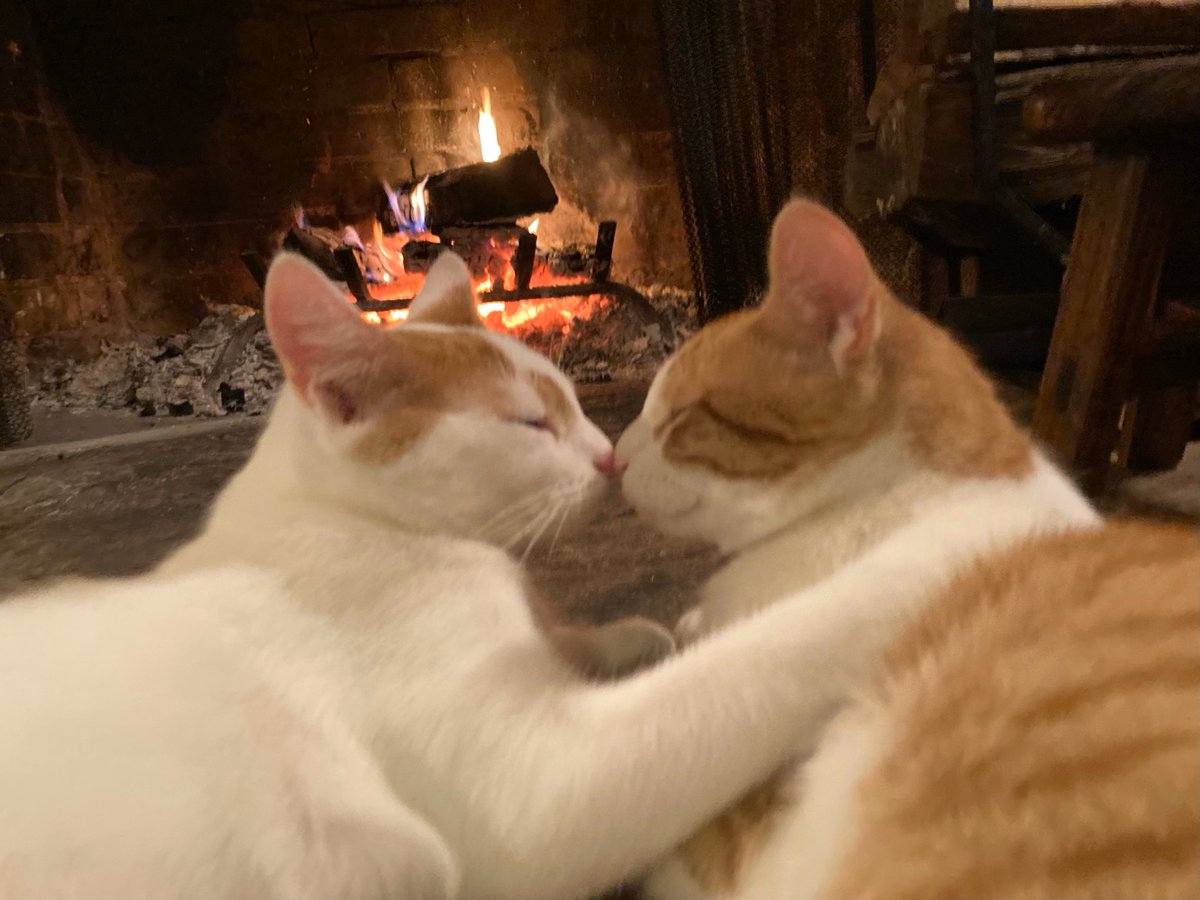 Here's our bonded pair, Batman& Robin. 
They do have an adopter and were enjoying one last 
fire at their foster house before going to their forever 
home!

#bondedpair #cats #fosteringsaveslives