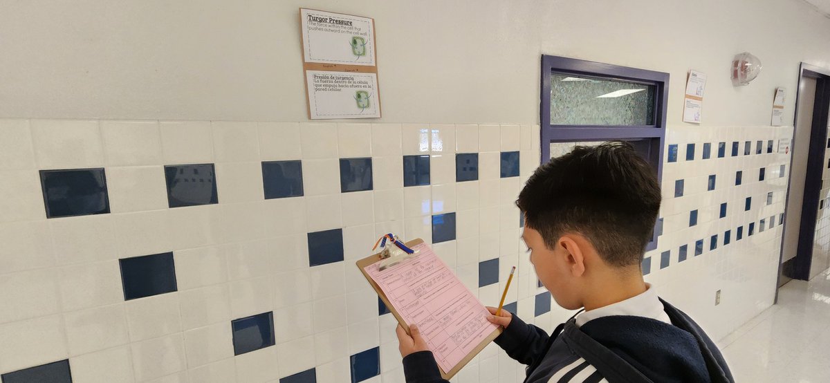 Jennifer Peterson (@jpeter_hms) on Twitter photo Who says vocabulary can't be fun? Tropism vocabulary scavenger hunt in full swing!! #CAVScience @Hernando_MS <a href="/RNava_HMS/">Raul Nava Jr.</a> @LRocha_HMS <a href="/imalvillar_HMS/">Illissa Marie Alvillar</a> @SThomas_HMS Who says vocabulary can't be fun? Tropism vocabulary scavenger hunt in full swing!! #CAVScience @Hernando_MS <a href="/RNava_HMS/">Raul Nava Jr.</a> @LRocha_HMS <a href="/imalvillar_HMS/">Illissa Marie Alvillar</a> @SThomas_HMS