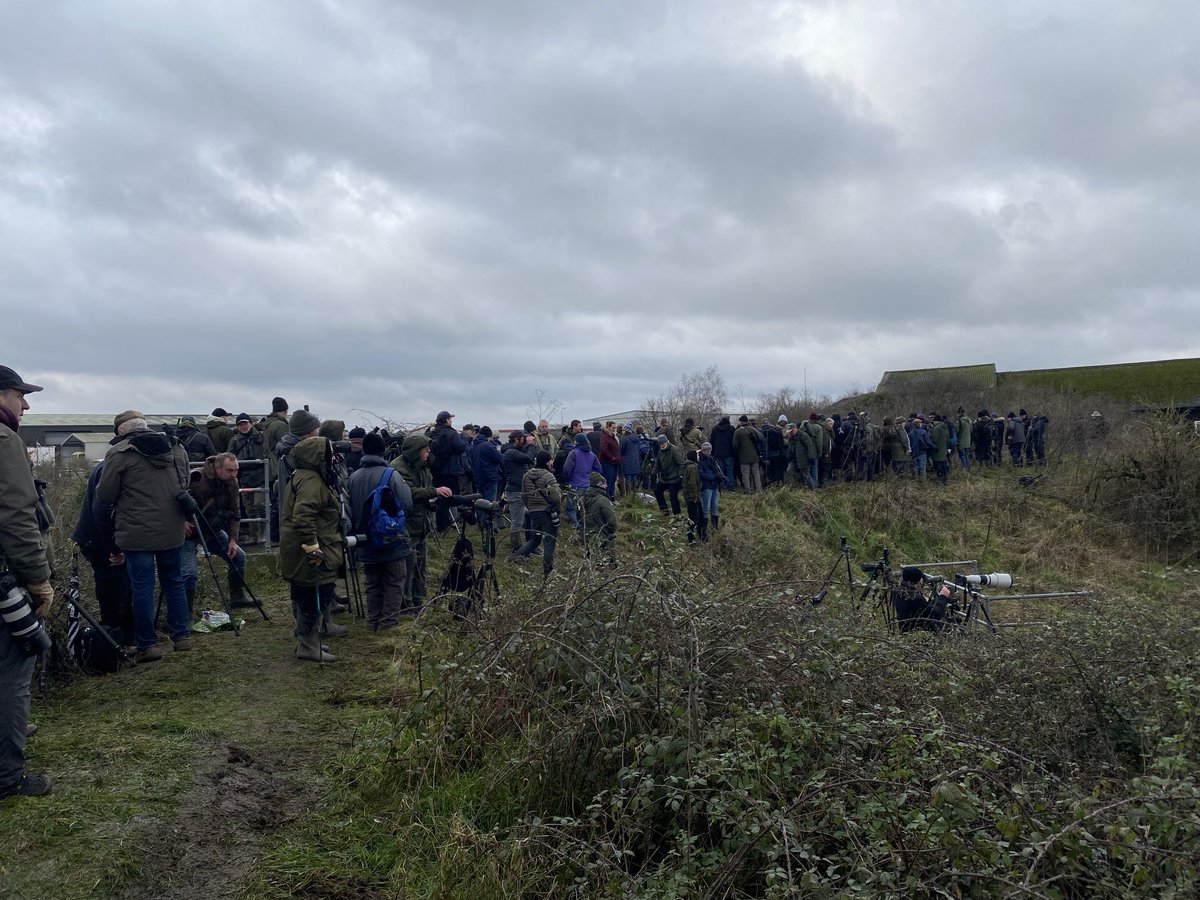 Another successful twitch to Heybridge for the Northern Waterthrush for most people today. Cooler weather with stronger winds saw it generally keep lower than yesterday but it stayed in the same general area and showed intermittently. ⁦<a href="/EssexBirdNews/">EBwS Bird News</a>⁩ ⁦<a href="/BirdGuides/">BirdGuides</a>⁩