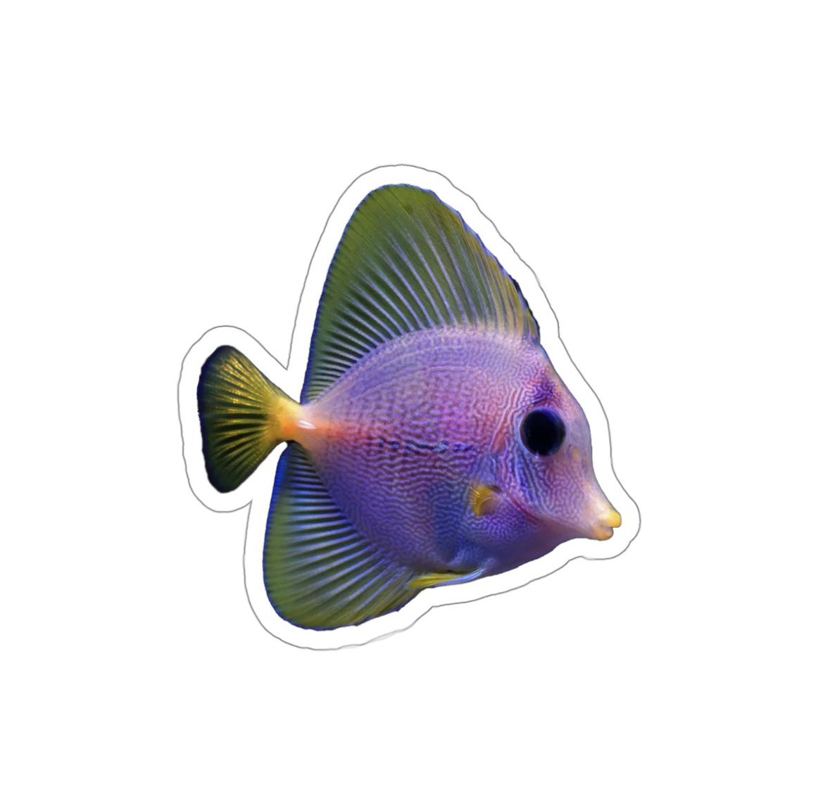 YURPLE TANG ! 💥  Incoming Stock ! 
The ‘Yurple’ tang is a hybrid, This unique fish was produced by cross breeding the yellow tang, Z. flavescens, from Hawaii and the purple tang, Z. xanthurum, from the Red Sea.
#yurpletang #marinefish #allmymoneygoestofish