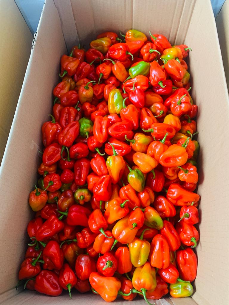 Samsonprolific's tweet photo. Q: What is FOOD LOCK?
A: A subscription based system to buy farm produce from our farm @sFarmLab year round for the same price for the same quantity in 2024.
Q: How is that possible? Did you think of inflation?
#FoodLock #FarmerSamson #TheWizardFarmer https://t.co/2Q4yxyW3VA