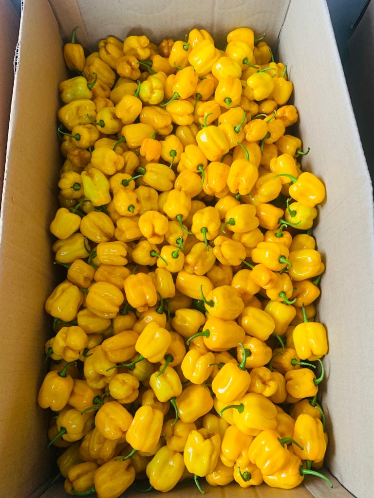 Samsonprolific's tweet photo. Q: What is FOOD LOCK?
A: A subscription based system to buy farm produce from our farm @sFarmLab year round for the same price for the same quantity in 2024.
Q: How is that possible? Did you think of inflation?
#FoodLock #FarmerSamson #TheWizardFarmer https://t.co/2Q4yxyW3VA