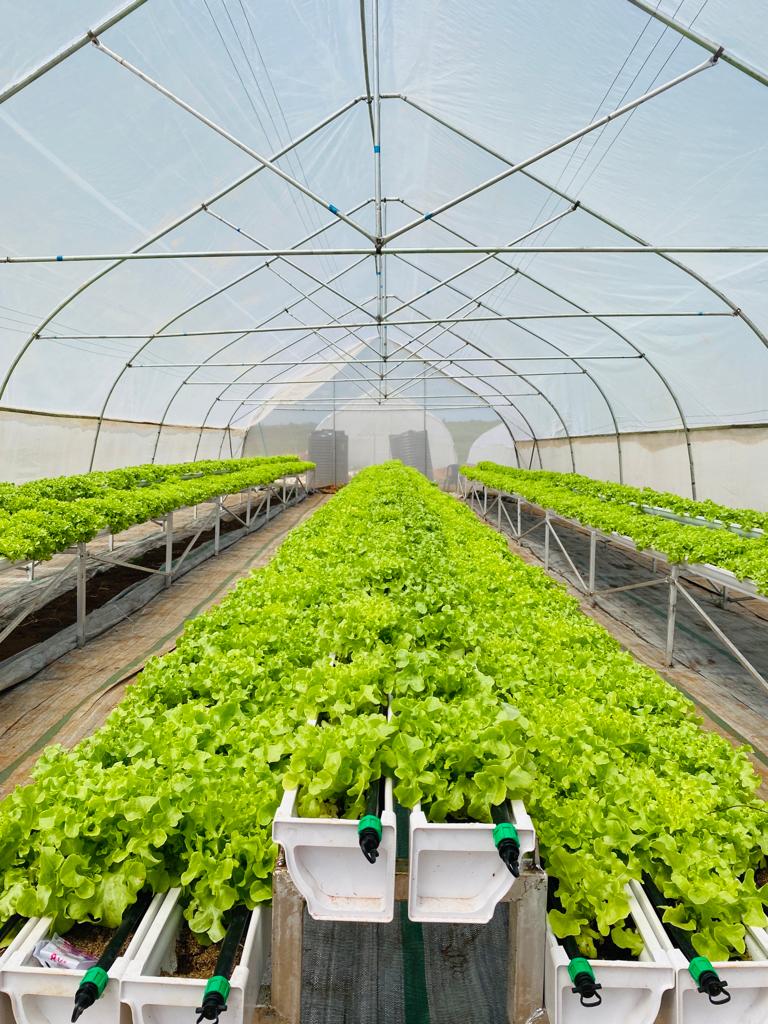 Samsonprolific's tweet photo. Q: What is FOOD LOCK?
A: A subscription based system to buy farm produce from our farm @sFarmLab year round for the same price for the same quantity in 2024.
Q: How is that possible? Did you think of inflation?
#FoodLock #FarmerSamson #TheWizardFarmer https://t.co/2Q4yxyW3VA