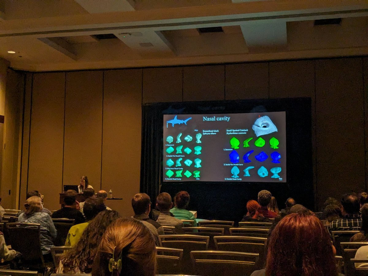 garethjfraser's tweet photo. An Odontode Explosion! So wonderful to see such amazing first #SICB2024 talks by our undergraduate researchers Julia Bailey and Gianna Mitchell - they presented on the ontogeny of skin-teeth (odontodes) in catfish and sharks, respectively. @NSF #REU @UF @UF_CLAS @UFBiology 🦈🦷🎉 https://t.co/VRPqIUG0A9