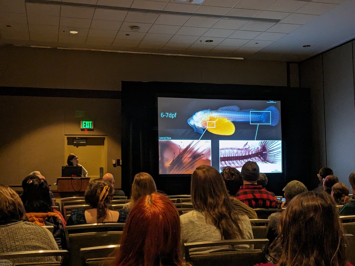 garethjfraser's tweet photo. An Odontode Explosion! So wonderful to see such amazing first #SICB2024 talks by our undergraduate researchers Julia Bailey and Gianna Mitchell - they presented on the ontogeny of skin-teeth (odontodes) in catfish and sharks, respectively. @NSF #REU @UF @UF_CLAS @UFBiology 🦈🦷🎉 https://t.co/VRPqIUG0A9