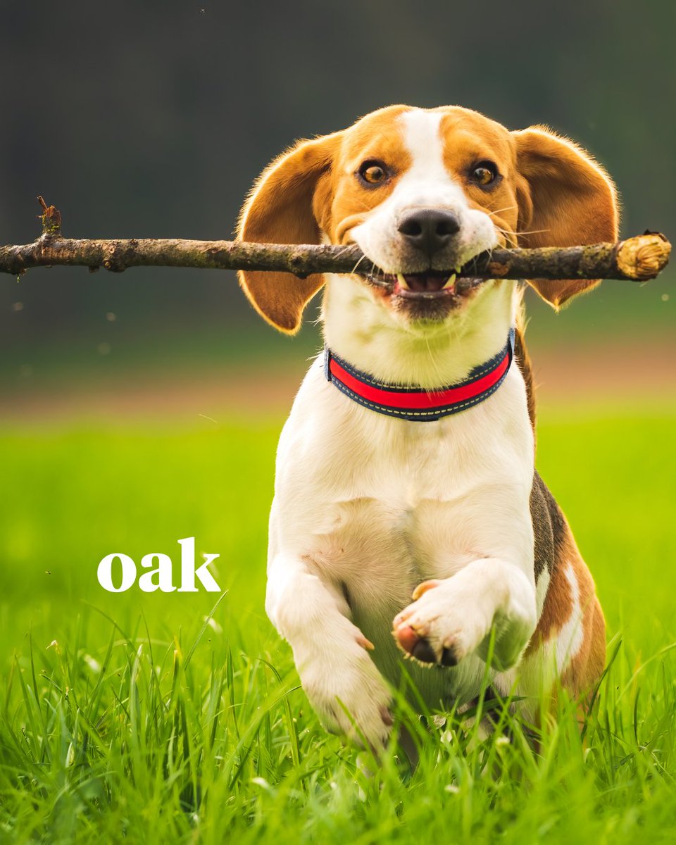OAK will be a space where everyone is welcome, including your four-legged best friends 🐶