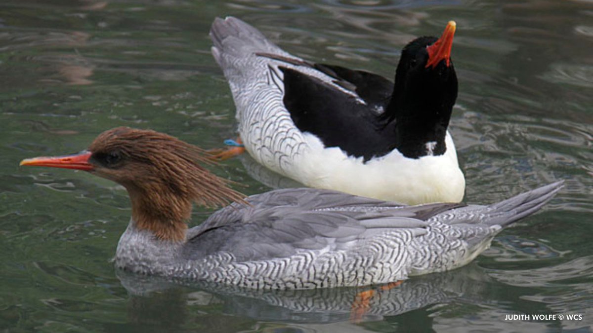 centralparkzoo's tweet photo. Happy National Bird Day! This rare bird is the scaly-sided merganser. These striking migratory sea ducks nest in tree cavities along the banks of wild, free-flowing rivers and streams in the Russian Far East, with small numbers in North Korea and Northeast China. (1/2) https://t.co/sHasionK4p