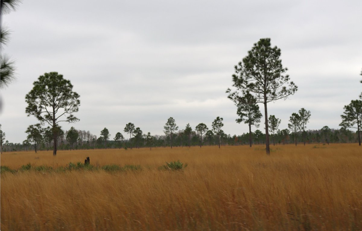 RepDarrenSoto's tweet photo. We visited the @MyFWC #ThreeLakes Wildlife Management Area to learn more about conservation efforts to preserve endangered species, wildlife corridors, clean water, and recreation.
We must work together to protect these environmental treasures. https://t.co/V0A7IPdT0v