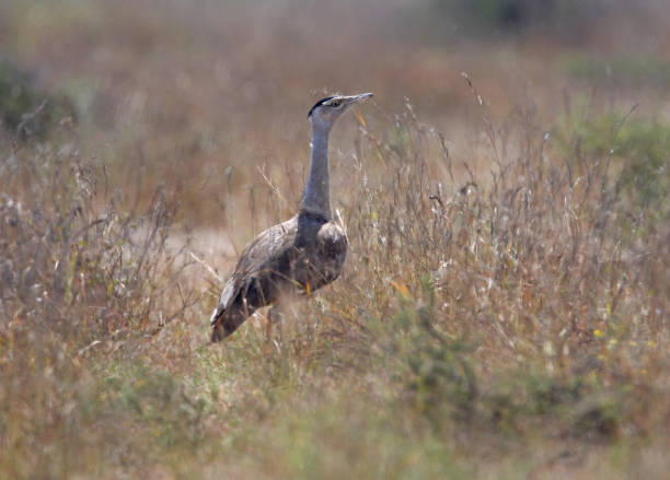krish_bohra's tweet photo. It is the National Bird Day today. So we're not talking about the national bird of India, but about the bird that almost became the national bird of India because why not
Story of The Great Indian Bustard: Golden Wings of The Grasslands
A thread 🧵 https://t.co/U1nUqdnrZC