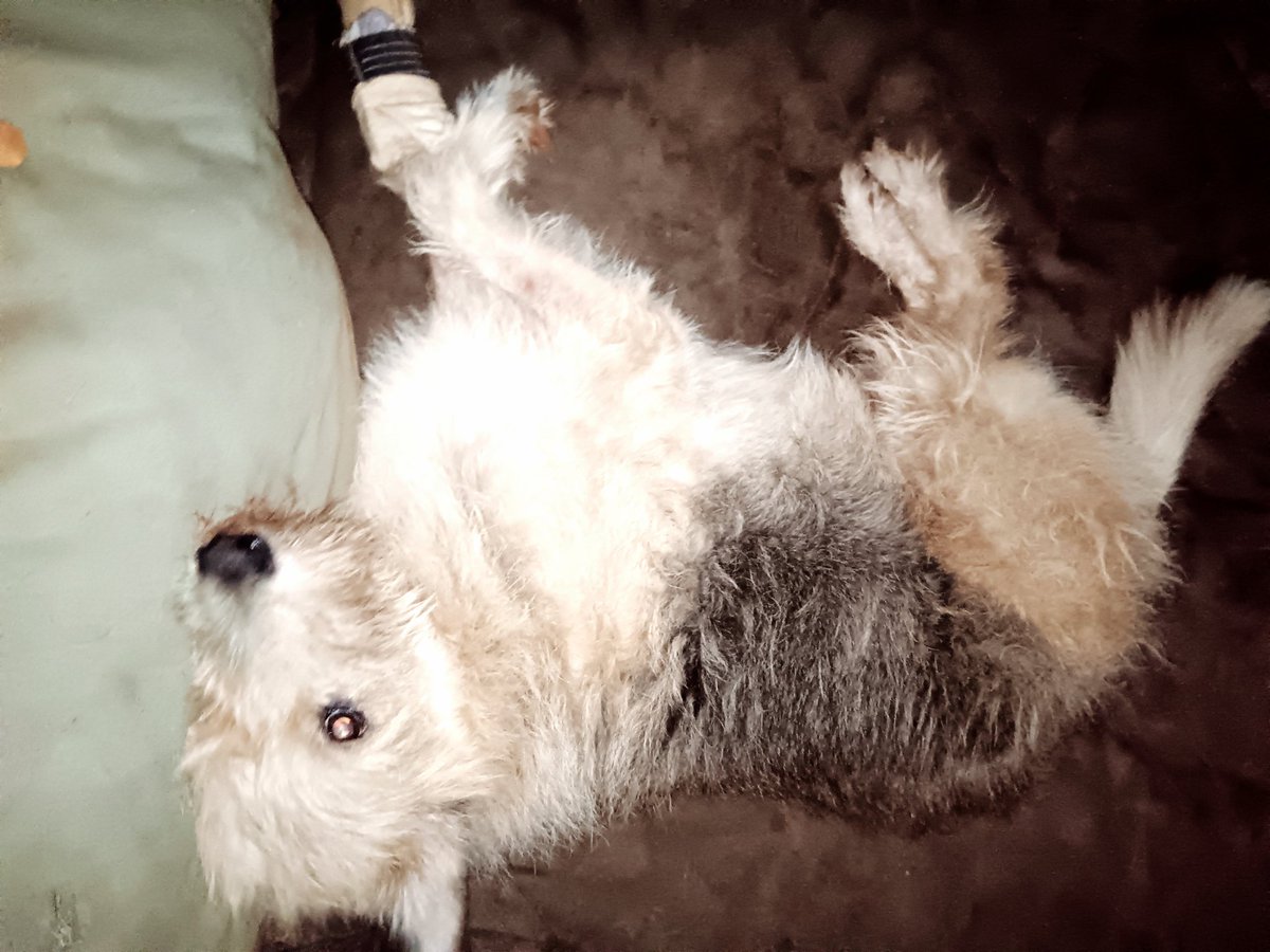 ladydebidebz1's tweet photo. One just needs a place to rest one's head...πππ
#MommasBoi
#BestBoi
#GottaLoveMontyMinx https://t.co/XXNvsHQvUI