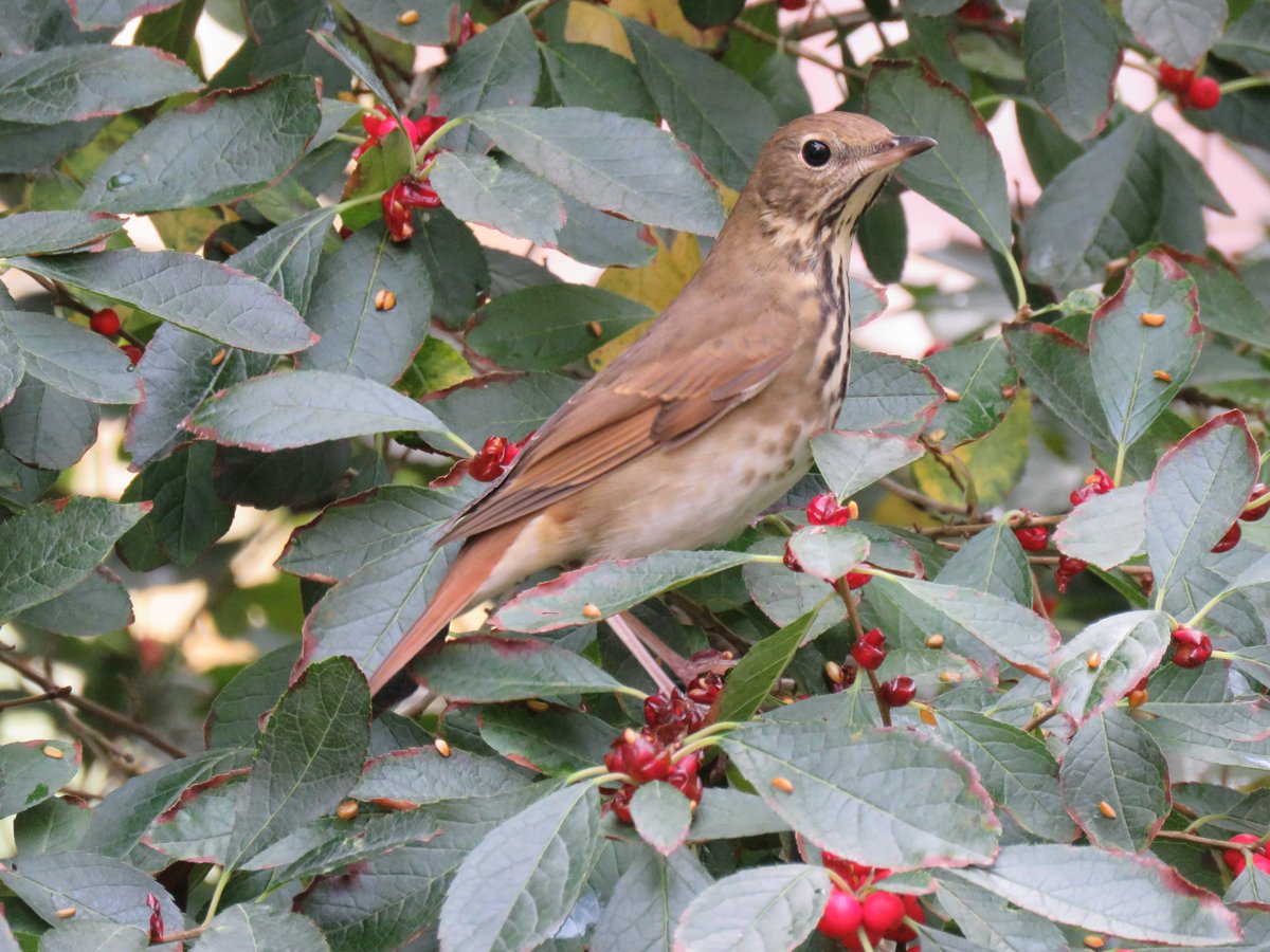 Happy National Bird Day🐦! Our Horticulture team takes care of our bird population by using organic and ecological practices. This eliminates pesticides from the gardens and landscape, protecting birds and enhancing the insect population they feed on. 📷: Anthony Laquidara