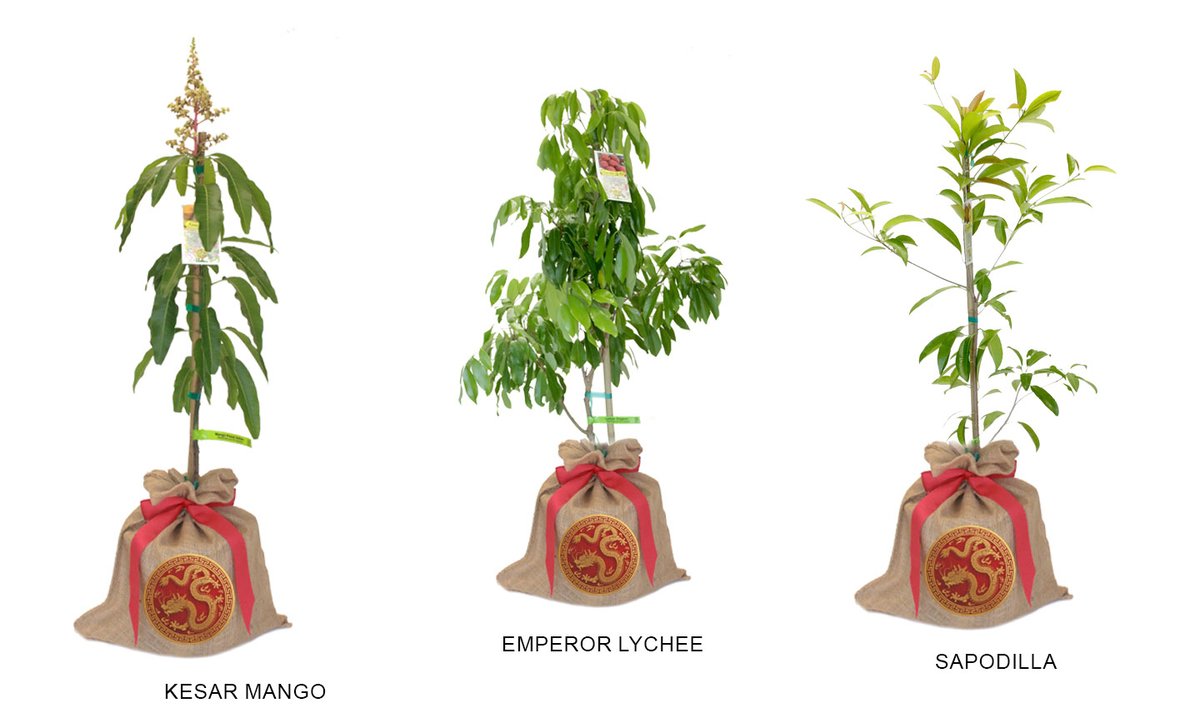 PlantOGram's tweet photo. Consider the "Lunar New Year Prosperity Garden." This carefully curated garden combines the beauty of plants with the symbolism of traditional Lunar New Year elements! https://t.co/qSClUrkYqc