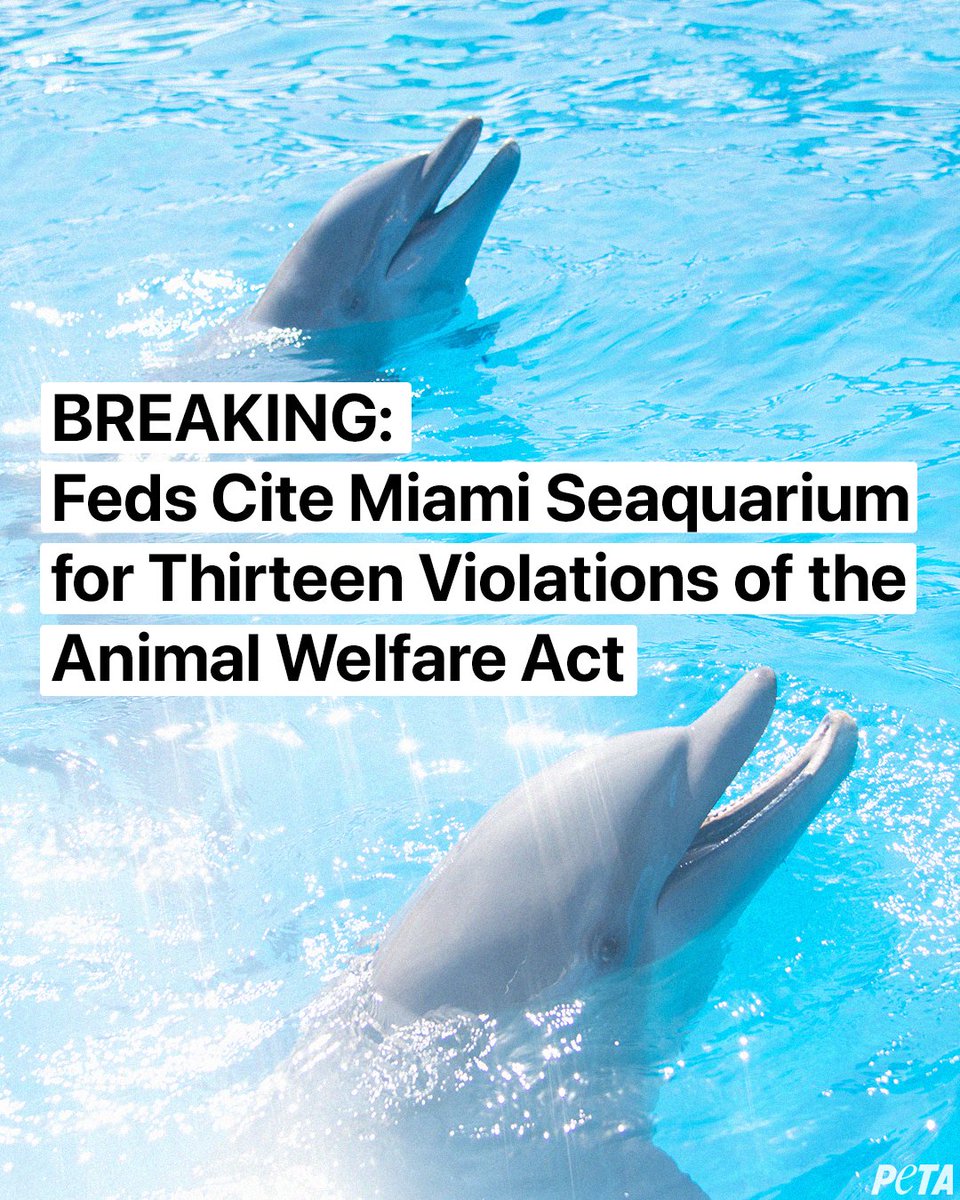 peta's tweet photo. #MiamiSeaquarium caught failing animals once again! Among other issues, it was cited for not providing adequate vet care to dolphins showing signs of gastric distress—including Sundance, who died last week.

@MiamiDadeCounty needs to help these animals & shut it down! https://t.co/9d8qUc7fww