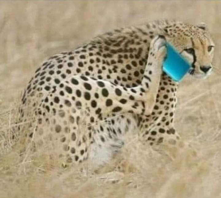 Hello, where are you?