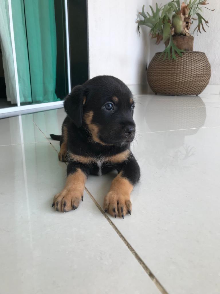 khaleesiys's tweet photo. ADOÇÃO RESPONSÁVEL ✨💫

oi pessoal, eu e meus irmãozinhos estamos pra adoção responsável, mas porque não somos de raça ainda não encontramos nenhuma família disposta a cuidar e dar amor pra gente :(

— são 6 filhotinhos pra adoção responsável, no RJ, 3 machos e 3 fêmeas. vamos achar uma família pra essa galerinha? ❤️