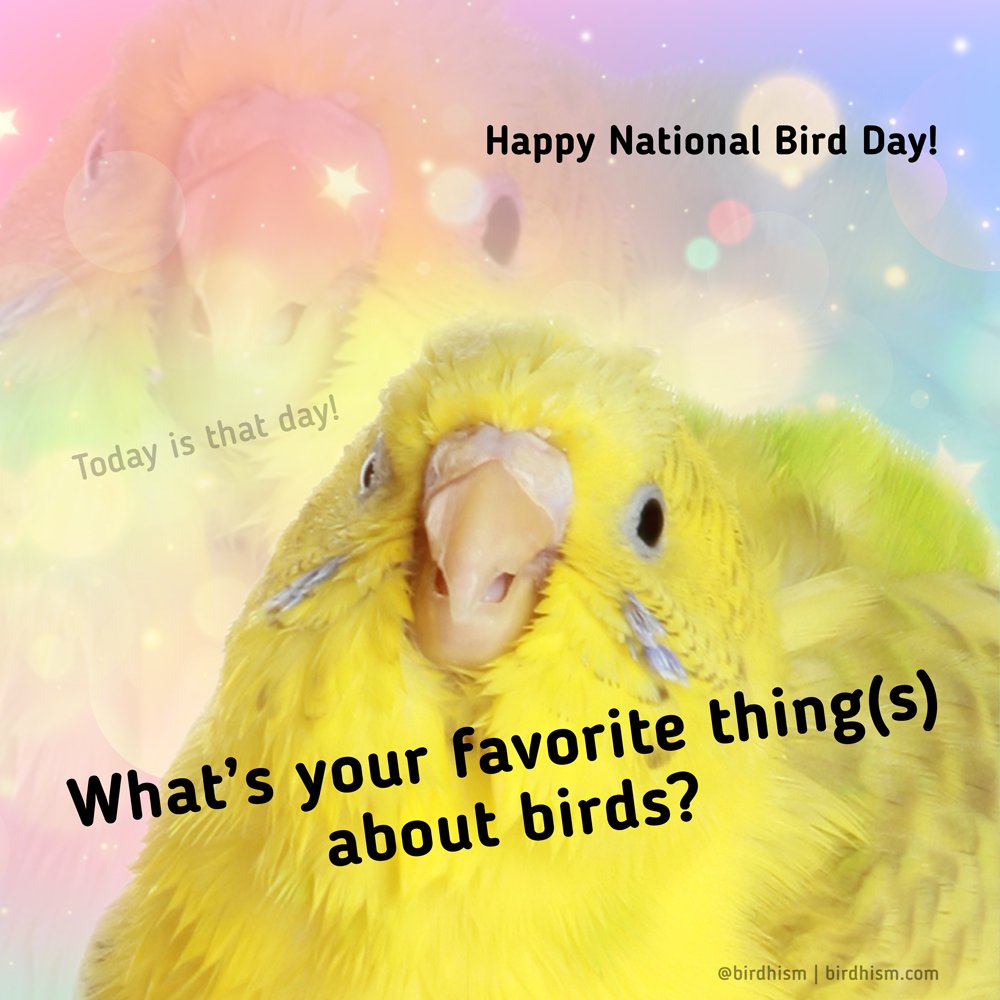 Why you like birds? #NationalBirdDay