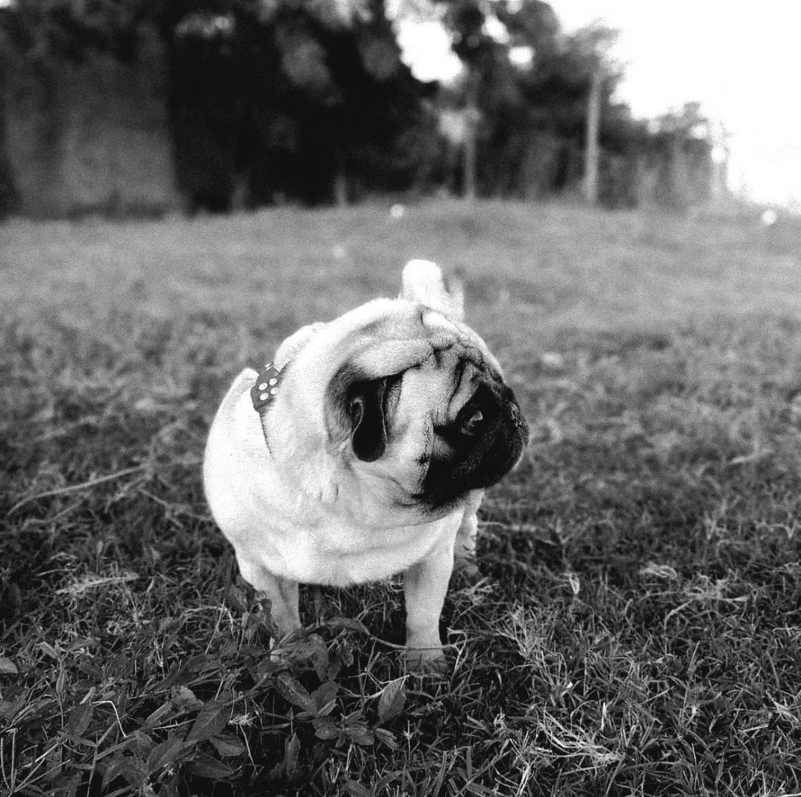 dogaoraiz's tweet photo. Meu dog se foi, o que sempre esteve comigo em todos os momentos.

Steve, eu te amarei pra sempre. https://t.co/PIwyd64djE
