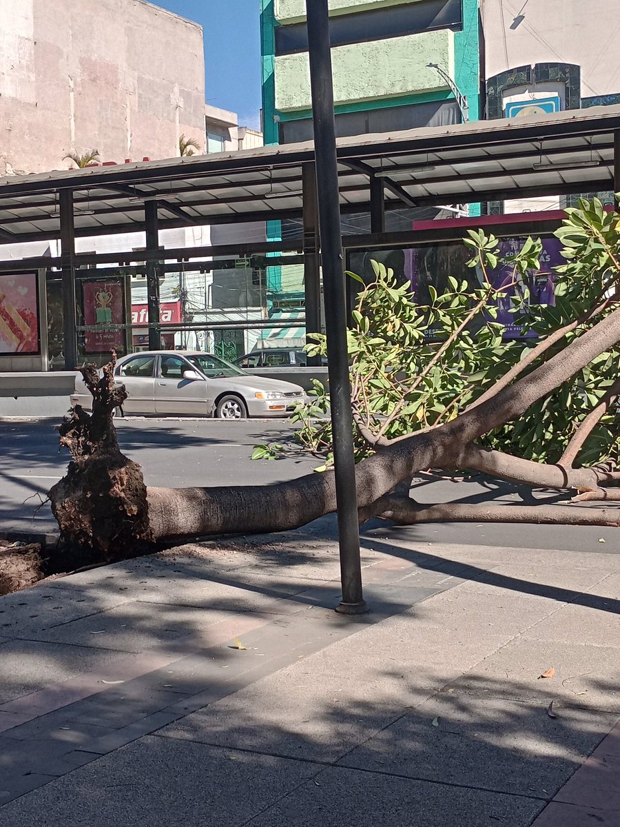 OlYeyos's tweet photo. @telediario @SSC_CDMX se le cayó un árbol a motociclista av cuauhtémoc enfrente de metrobus Pushkin ayuda @SandraCuevas_ https://t.co/h50c850sVd