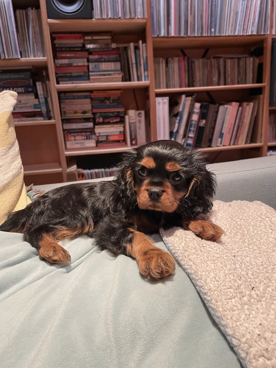 Joe Garlick // PocketLipps (@joegarlick) on Twitter photo Happy new year! Iβm kicking off the year with my monthly radio show this arvo, 1β4pm on <a href="/RadioActivefm/">RadioActive.FM π»</a>
This is our new dog Bertie. She is CUTE and we all love her. Pic for shameless attention. π Happy new year! Iβm kicking off the year with my monthly radio show this arvo, 1β4pm on <a href="/RadioActivefm/">RadioActive.FM π»</a>
This is our new dog Bertie. She is CUTE and we all love her. Pic for shameless attention. π