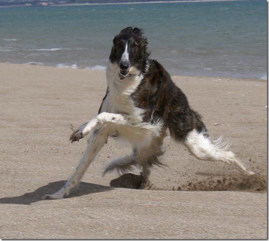 hunterborzoi's tweet photo. https://t.co/WxI5hGWpin
