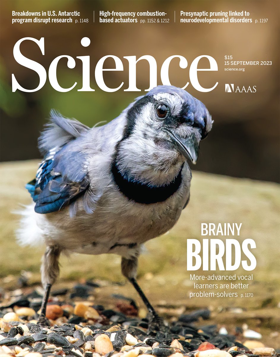 A recent Science study tested 23 avian species, including the blue jay, and discovered that species with greater vocal learning abilities have greater problem-solving abilities and bigger brains.

Learn more on #NationalBirdDay: scim.ag/5pQ