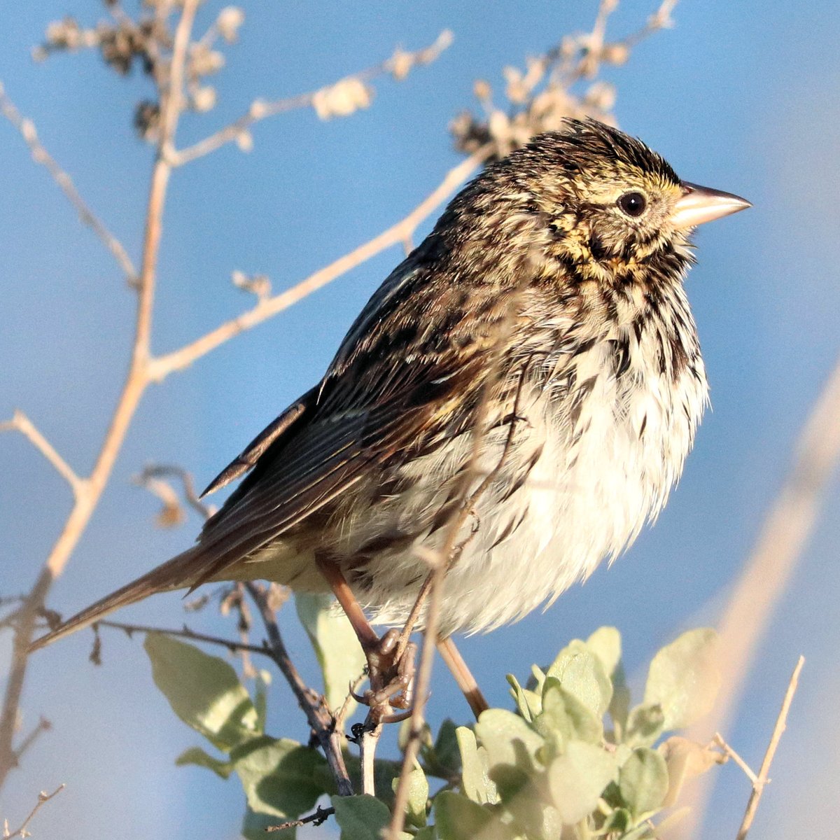 Savannah Sparrow staring sternly #ThingsOutside