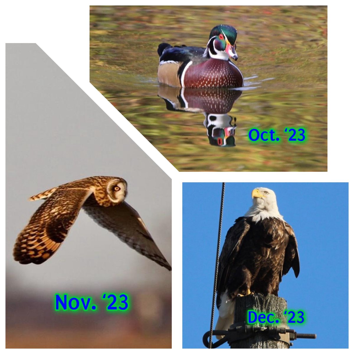PKnowski's tweet photo. National Bird Day! Just 12 from my 2023 birding days! #birding #wisconsinbirder https://t.co/Segv4HxYEw