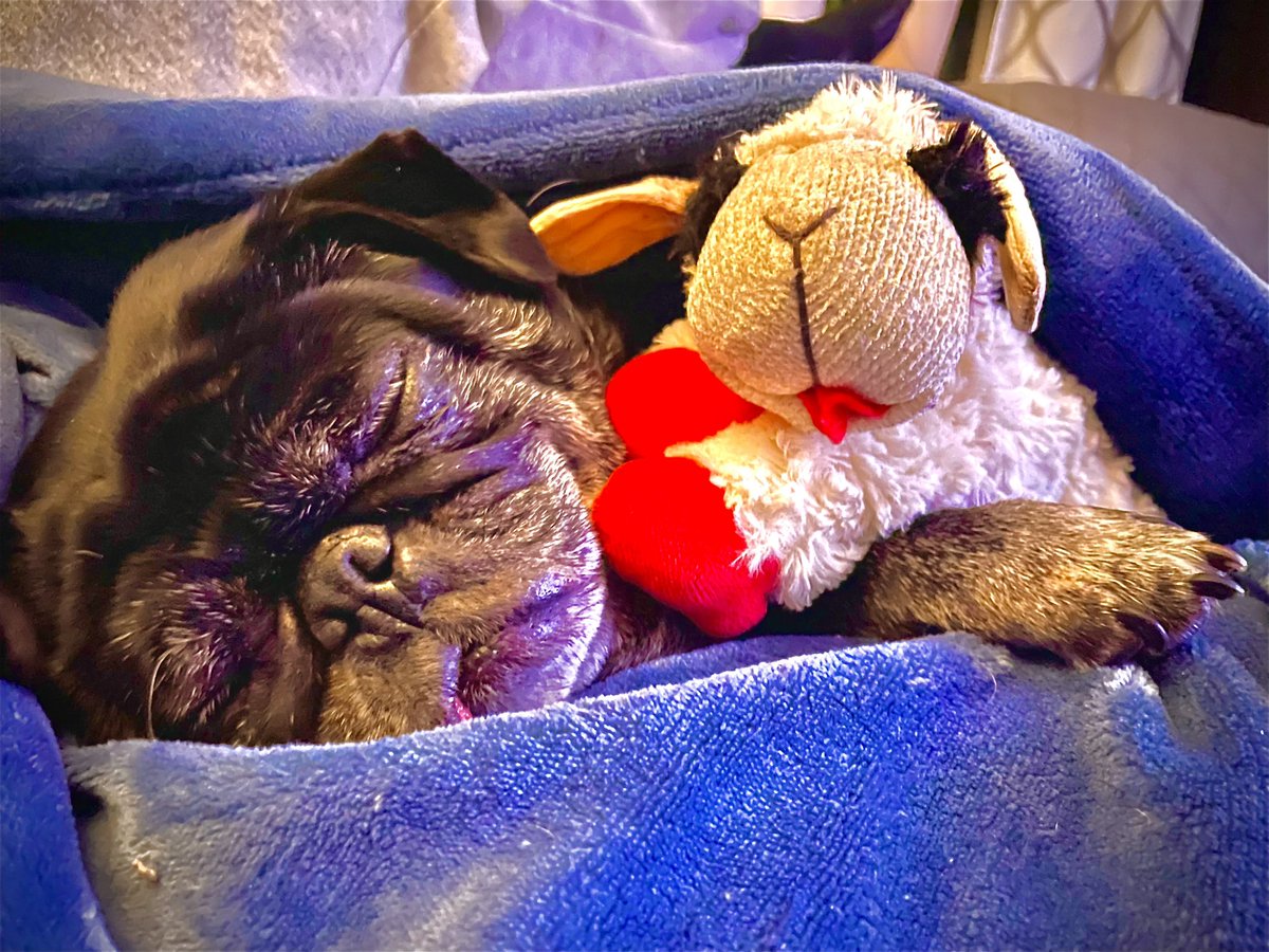 Is winter over yet? It’s so cold… at least Lamby is warm and snuggling with me. I’m gonna hibernate til spring… but keep the food and treats coming Poppy!