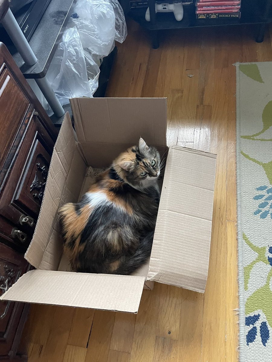NixAchlys's tweet image. She paid her rent already 📦 

#Cats #CatsLover #CatBox #CatsOfX