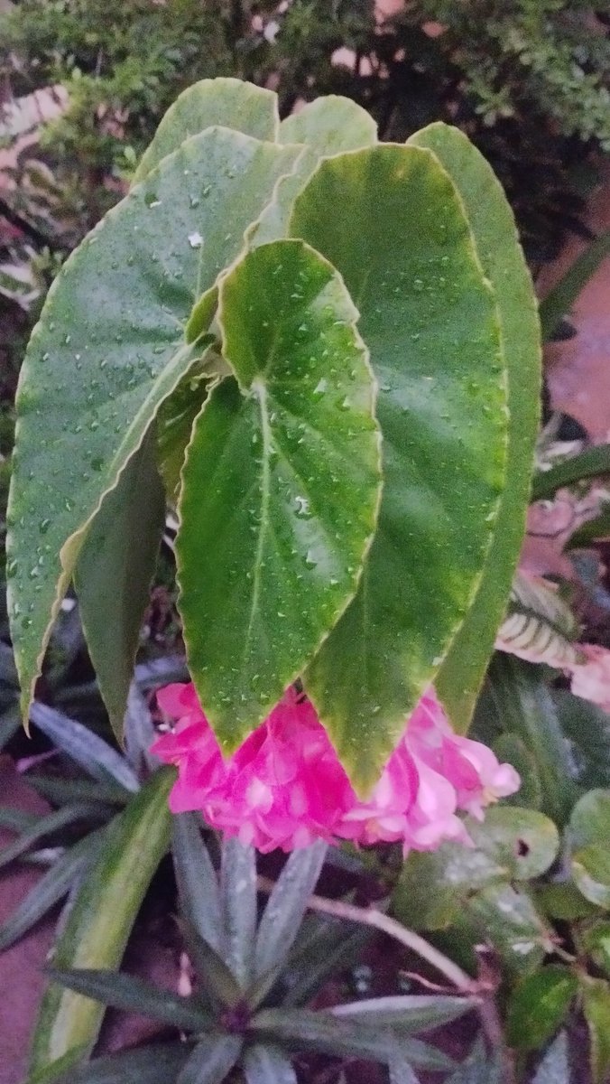 MainumbyM's tweet photo. Begonia Alas de ángel. https://t.co/5sHILhcVmU