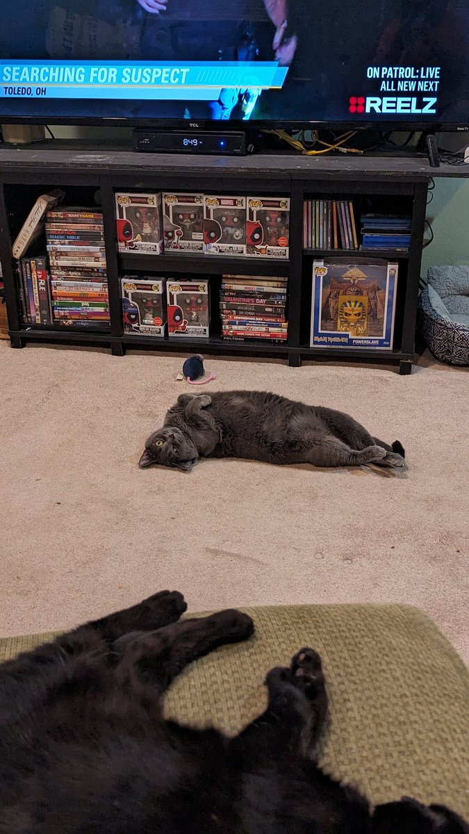 The171Hitman's tweet photo. Dorothy is patiently waiting for the new episode. #OPLive
#CatsOfOPLive https://t.co/pAPOESSdVu