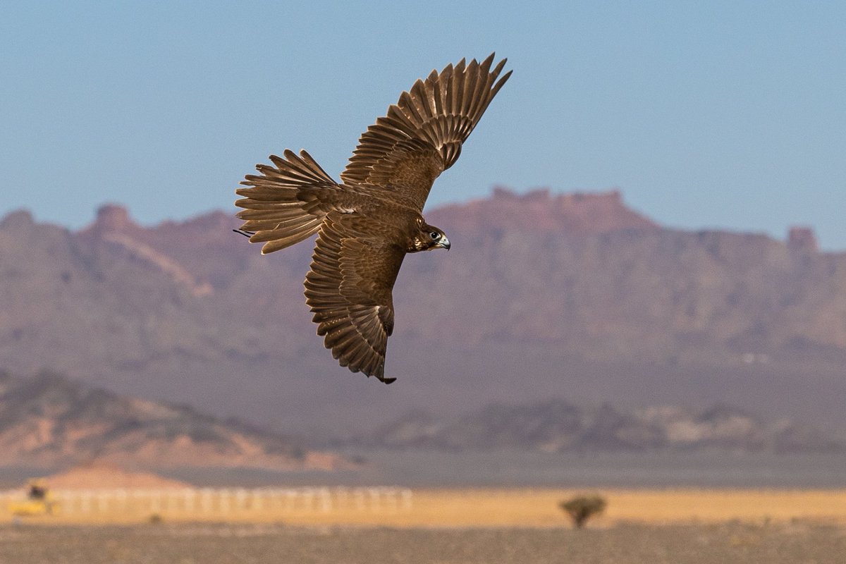 من أجمل لحظاتي
 منذ بدأت التصوير عشتها 
في تصوير بطولة #كأس_العلا_للصقور 
حدث عالمي في منطقة عظيمة
جماليات الصورة
 اكتملت 
في إبراز تفاصيل الصقر وحماس الصقارين 
ومعالم طبيعة المنطقة 
شكراً كبيرة للقائمين على هذا الموروث
<a href="/SaudiFalconClub/">نادي الصقور السعودي Saudi Falcons Club</a> 

وبأذن الله تتكرر التجربة 

#العلا