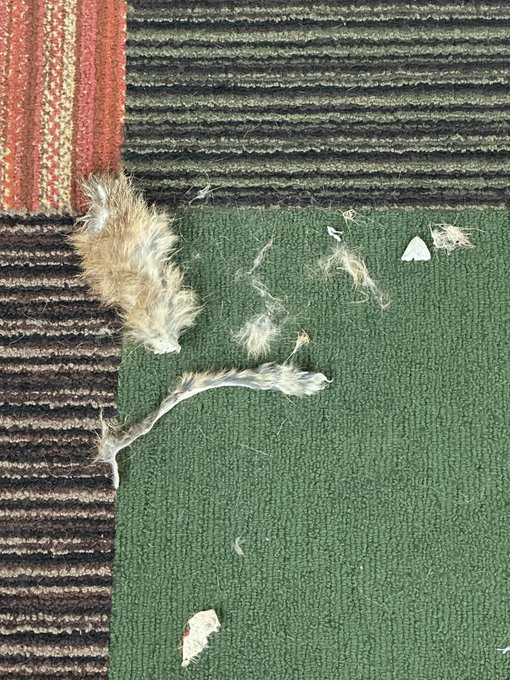 My parents dog Bea just destroyed Tortilla Chips favorite cat toy we got while out in Washington last
