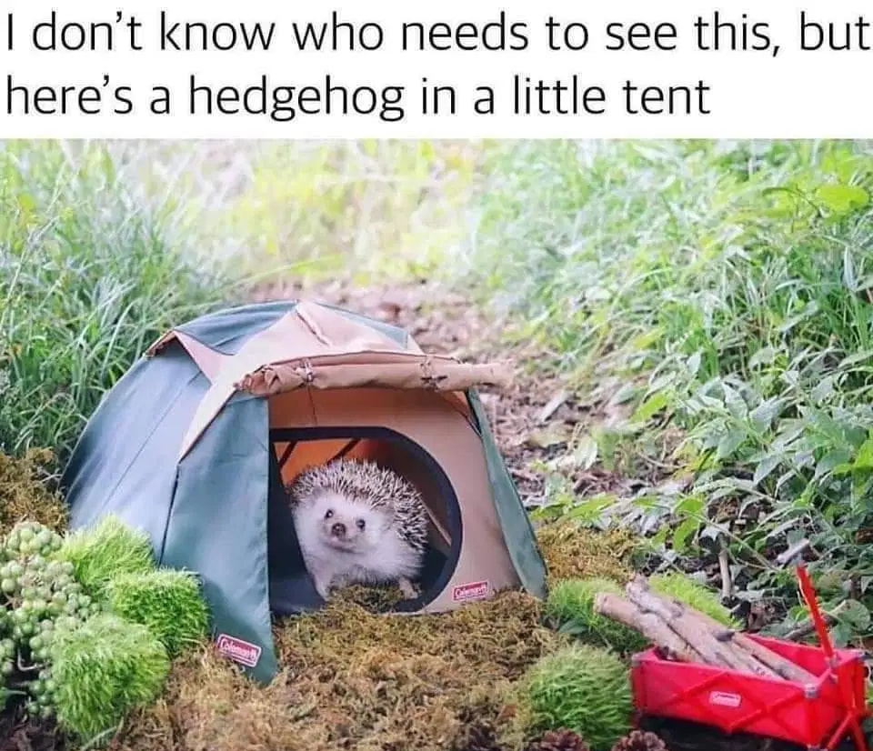 Suwannee River Jam tweet media