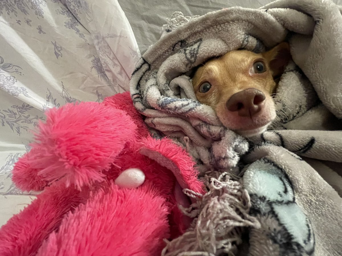 nataliegparsons's tweet photo. On this #FurBabyFriday, #ENCatTHREE highlights a few @WITN  FUR BABIES! Take a look... CLICK HERE --- > https://t.co/ojGwjj6pgm https://t.co/RU6Ogjckz6