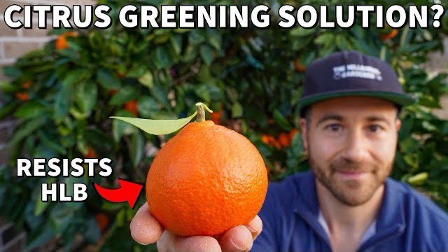 NCGardening's tweet photo. New YouTube vid! The #citrus industry in #Florida is dying from Citrus Greening Disease, but this new HLB resistant tree could be the key to the future!

https://t.co/F3HfmY831E

#citrusgreening #hlb #fruittrees #fruittree #citrustree #citrustrees #gardening #growyourown #garden https://t.co/apy0vWDm3v