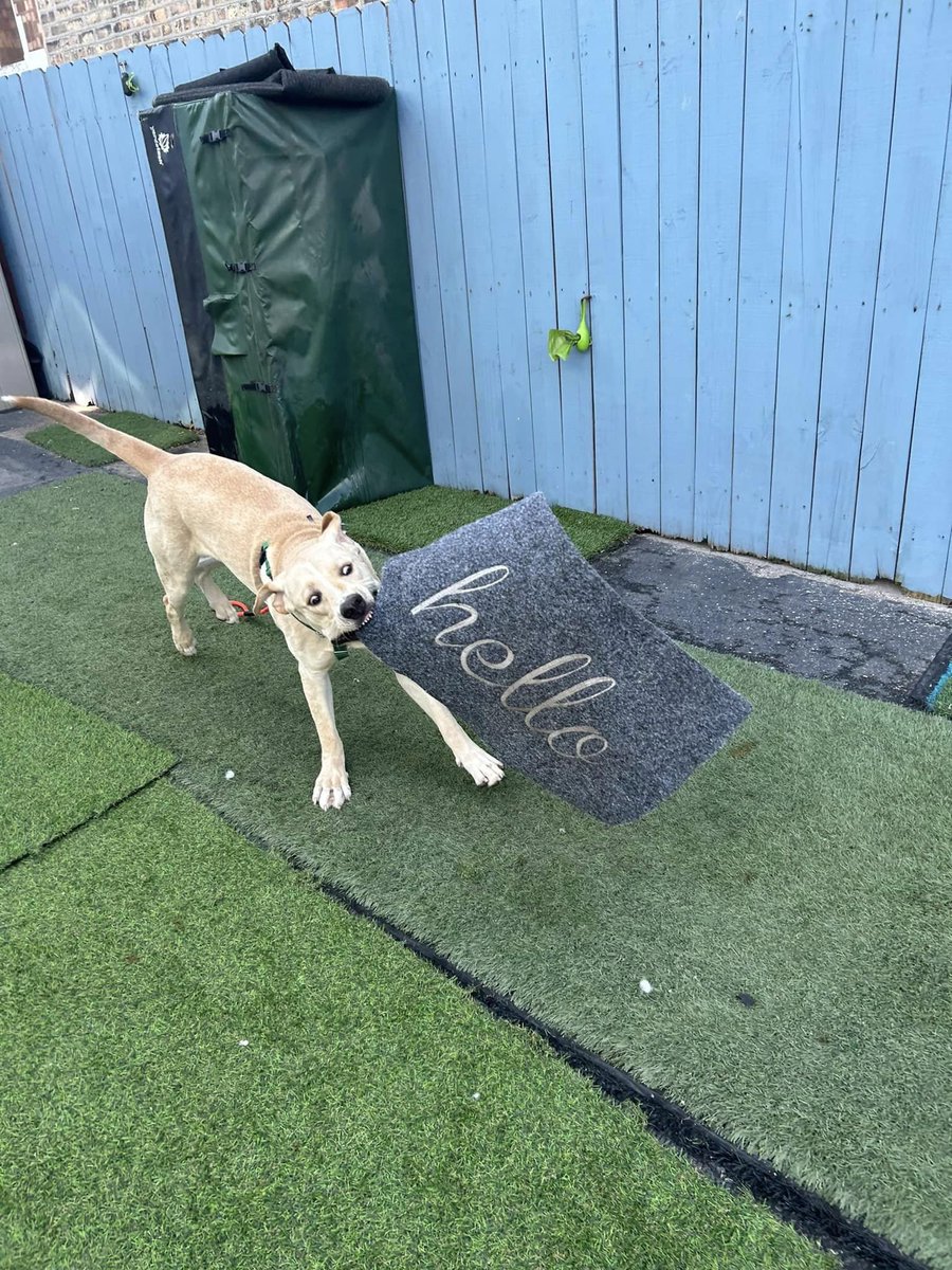 Very important message from O'hara: